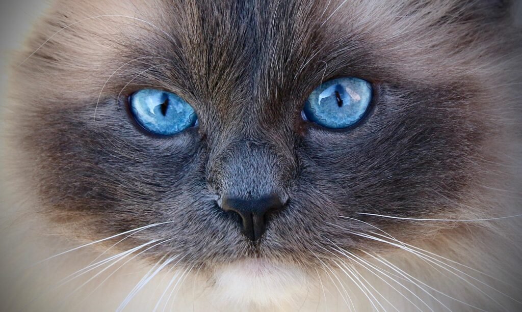 animal, mammal, cat, ragdoll, pet, blue eyes, kitty, cute, feline, face, nature, portrait